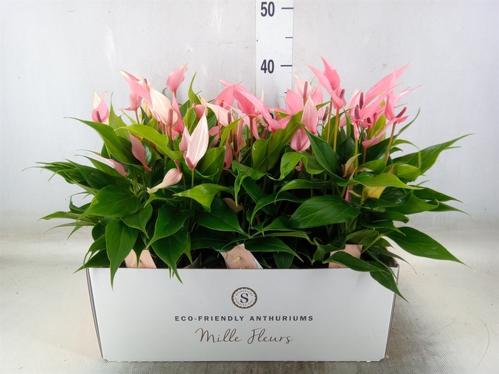 <h4>Anthurium andr. 'Lilli'</h4>