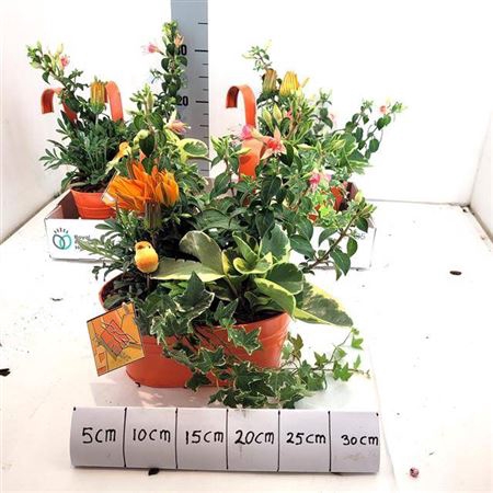 <h4>Arr Tuinplanten</h4>