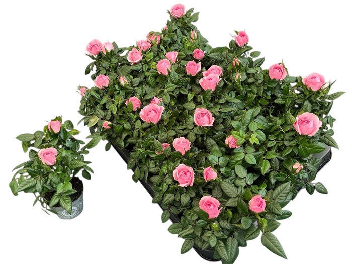 <h4>RO HARMONIE KORDANA</h4>