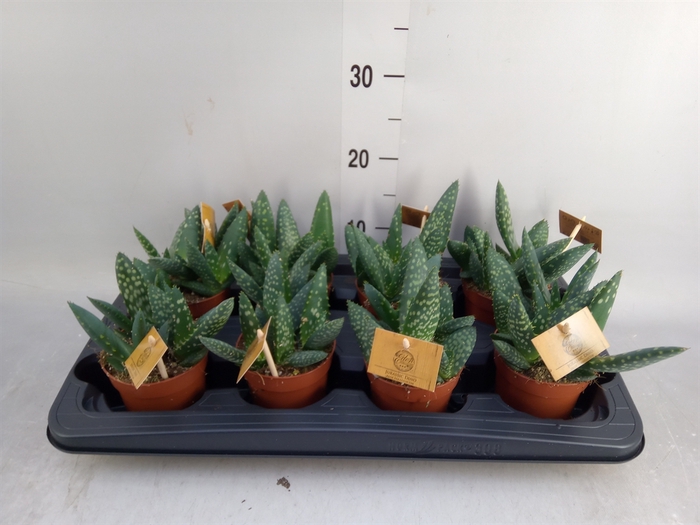 Aloe  'Paradisicum'