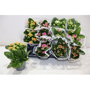 arr8 Kal Ge Gem 5 Kl