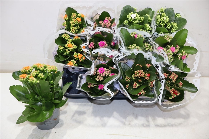 <h4>arr8 Kal Ge Gem 5 Kl</h4>