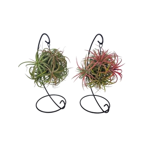 Tillandsia ionantha clumb mix hanger medium