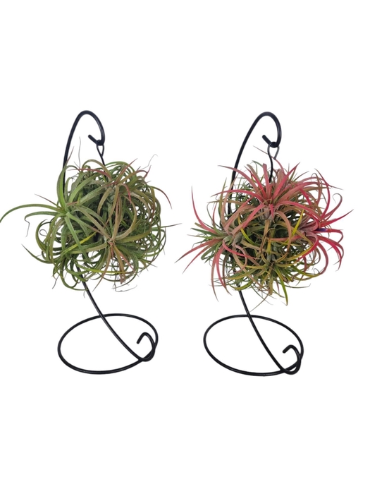 <h4>ARR TILLANDSIA</h4>