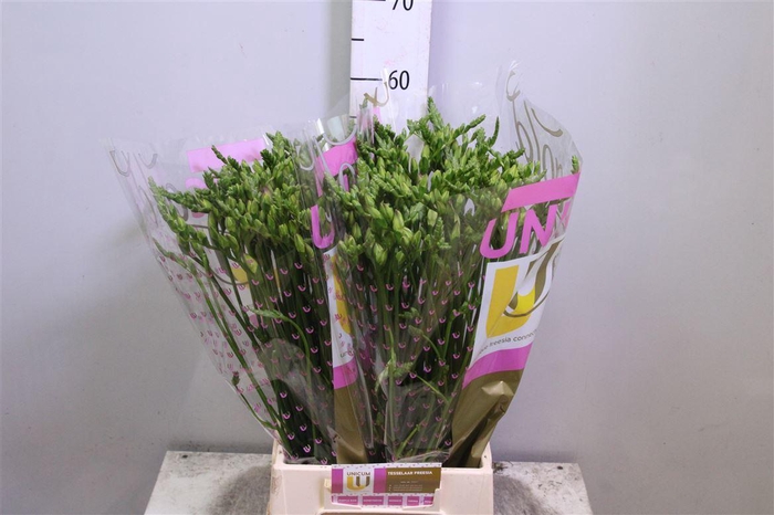 <h4>Fr Du Rosario</h4>