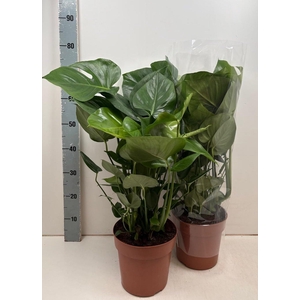MONSTERA DELICIOSA