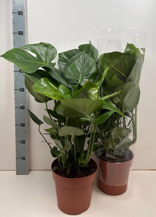 <h4>MONSTERA DELICIOSA</h4>
