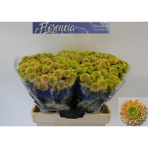 CHR S AAA JEANNY PEA