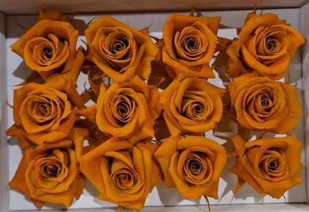 Ro Pres Mini Orange Lime