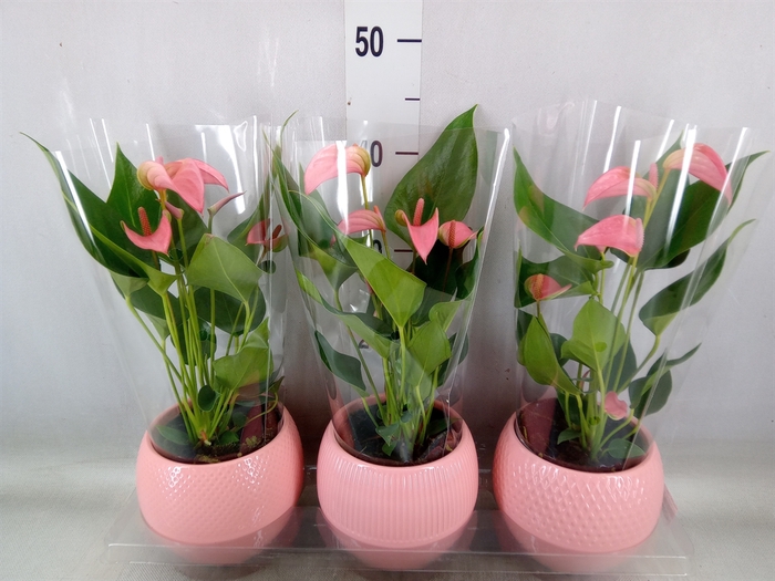 <h4>Anthurium   ...mix</h4>