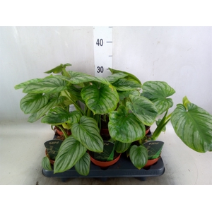 Philodendron   ...