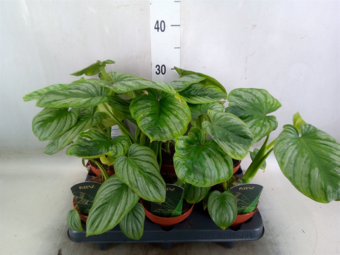 <h4>Philodendron   ...</h4>