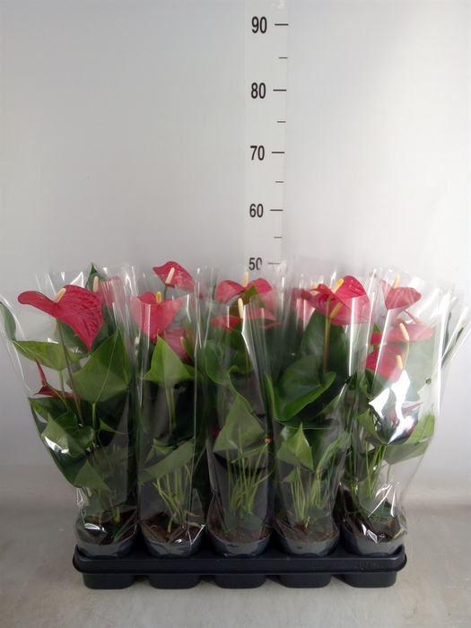 <h4>Anthurium andr. 'Karma Red'</h4>