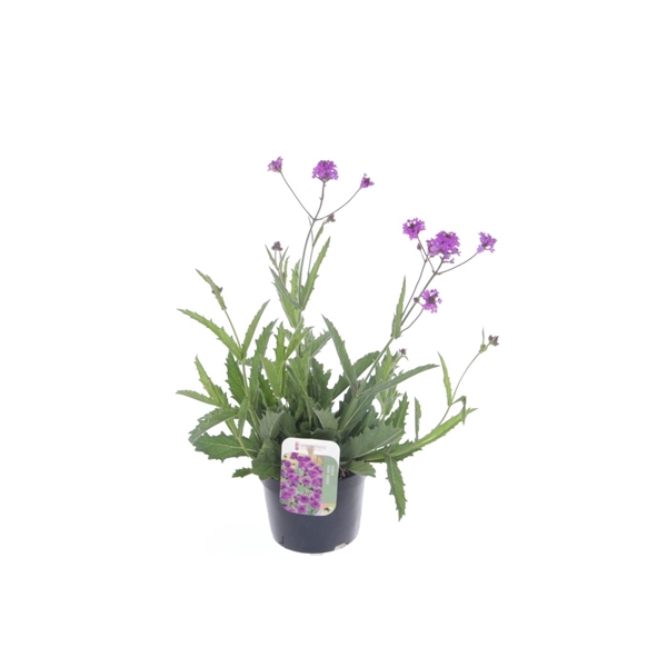 <h4>Verbena rigida Venosa</h4>