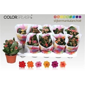 .Kalanchoe blossfeldiana gevuld gemengd 6 kleuren