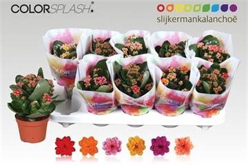 <h4>.Kalanchoe blossfeldiana gevuld gemengd 6 kleuren</h4>