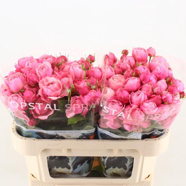 <h4>R Tr Silva Pink Opstal</h4>