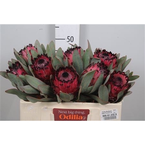 Protea Barbigera Ruby Princess
