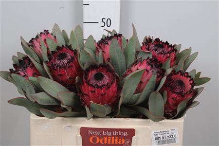 <h4>Protea Barbigera Ruby Princess</h4>