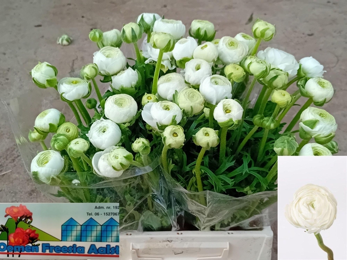 <h4>RAN AAZUR WHITE</h4>