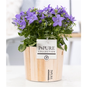 Campanula 'Napoli' Pure Wood