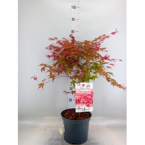 Acer palmatum 'Beni-Maiko'
