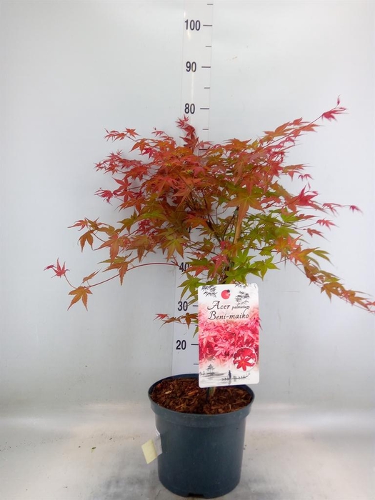 <h4>Acer palmatum 'Beni-Maiko'</h4>