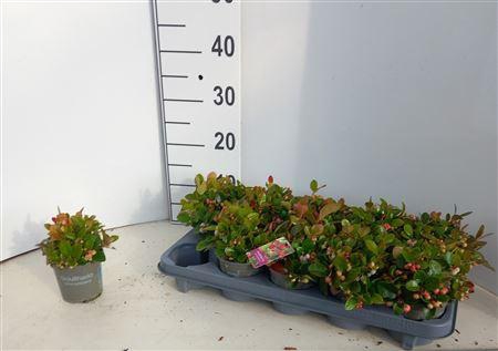 <h4>Gaulth Procumbens</h4>