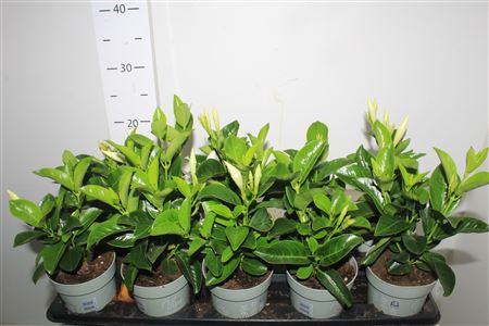 <h4>Mandevilla White</h4>