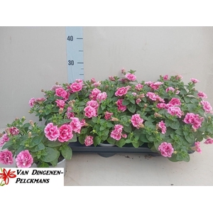 PET SW SUNS HOT PINK