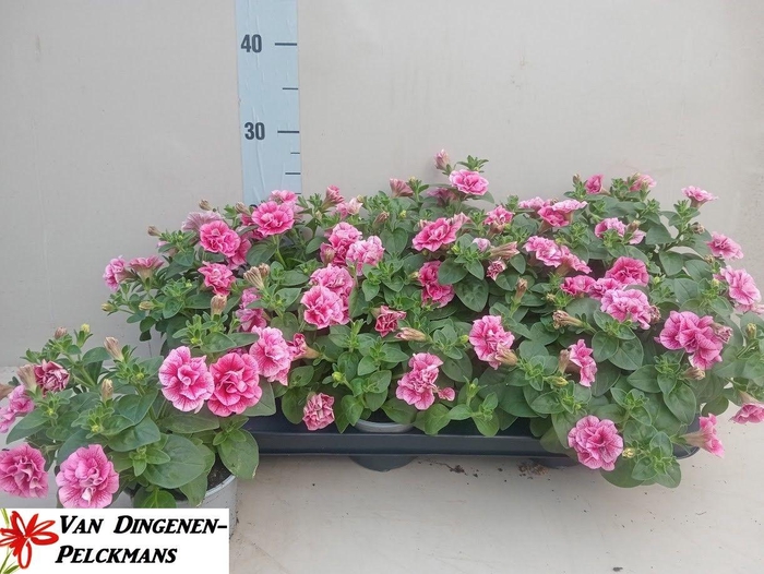 <h4>PET SW SUNS HOT PINK</h4>