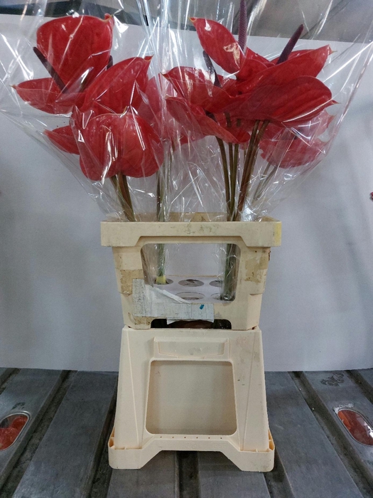 <h4>ANTH A IMPULZ 20 Water 4x5</h4>