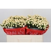 Hypericum Cool Romance