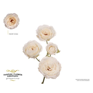 Rosa spray garden princess fairy white
