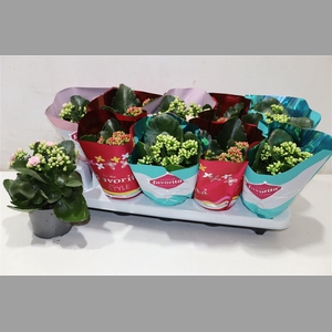 Kalanchoe Double Deluxe Mix