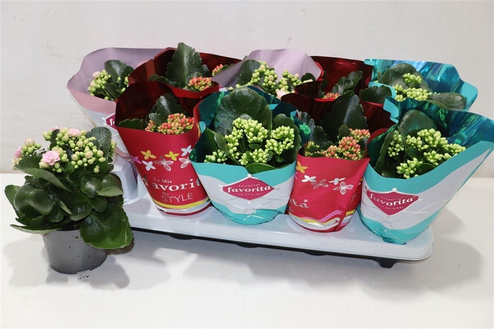 <h4>Kalanchoe Double Deluxe Mix</h4>