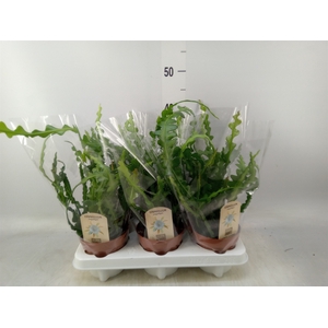 Epiphyllum anguliger