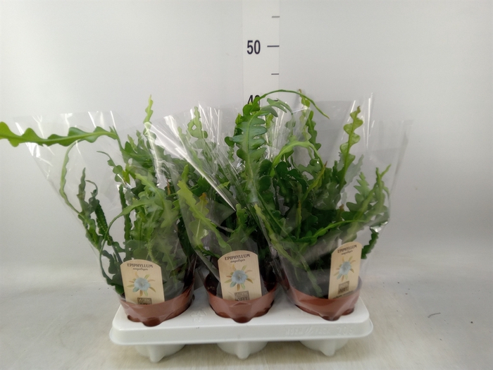 <h4>Epiphyllum anguliger</h4>