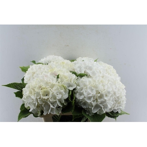 Hydr M White Verena