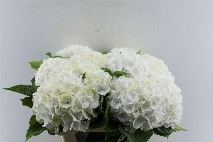 <h4>Hydr M White Verena</h4>