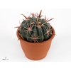FEROCACTUS LATISPINU