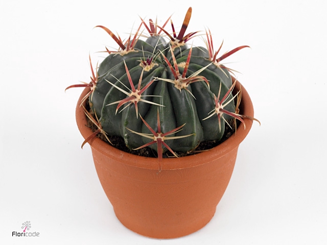 FEROCACTUS LATISPINU