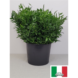 RUSCUS KORT PB