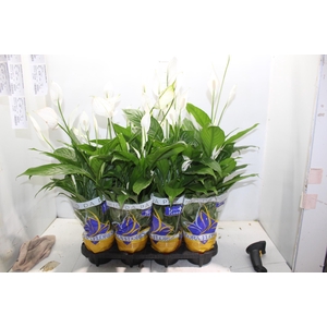 SPATHIPHYLLUM P15 MIN 5 HT COM FLOR