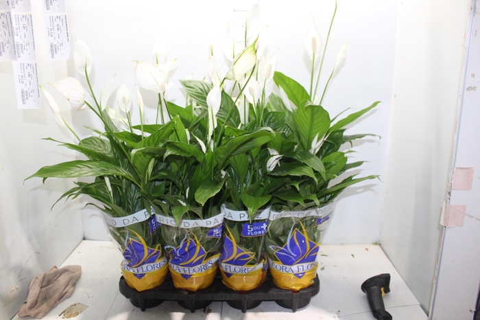 SPATHIPHYLLUM P15 MIN 5 HT COM FLOR