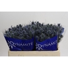 Eryngium Blue Dynamite