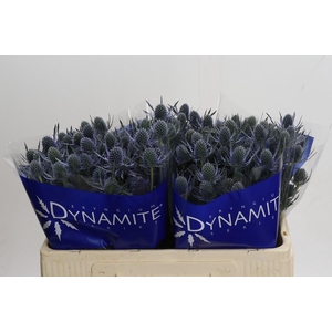 Eryngium Blue Dynamite