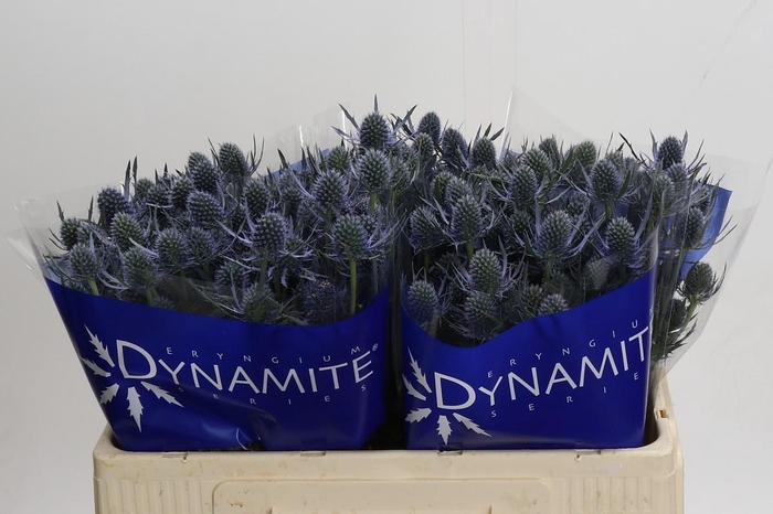 <h4>Eryngium Blue Dynamite</h4>