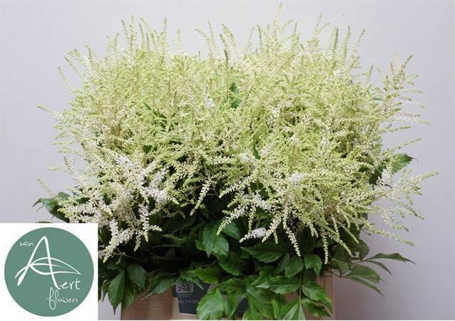 <h4>ASTIL JA WASHINGTON</h4>