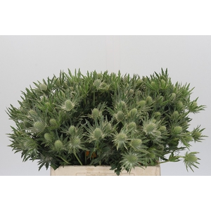 Eryngium Sirius Questar